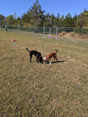 Cuddy Dog Park