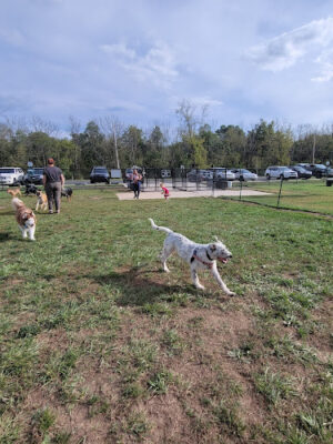 Speelhoffer Dog Park