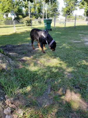 The Petal Dog Park