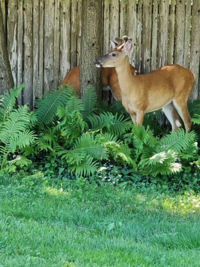 Lockwood Park - Petoskey, MI