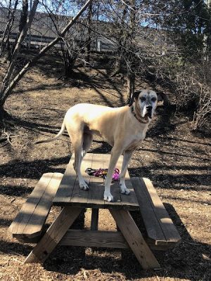 Tucker Dog Park