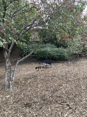 Tucker Dog Park