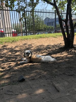 Tucker Dog Park