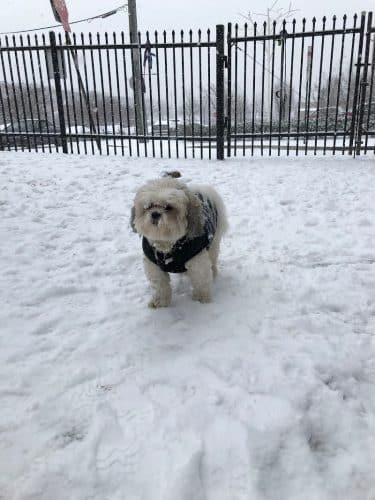 Tucker Dog Park