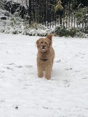 Tucker Dog Park