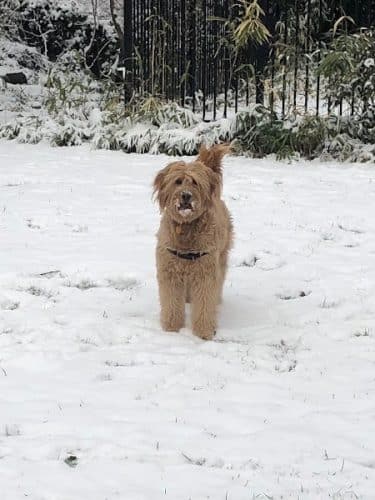 Tucker Dog Park