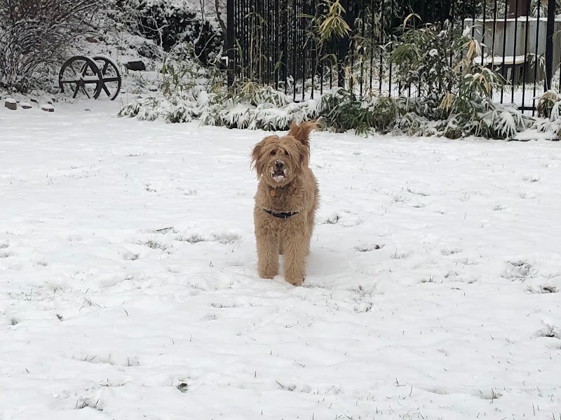 Tucker Dog Park - Philadelphia, PA