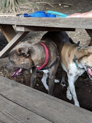 Tucker Dog Park