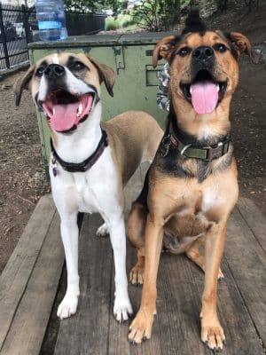 Tucker Dog Park