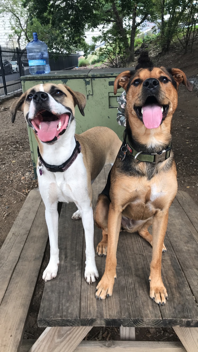 Tucker Dog Park - Philadelphia, PA