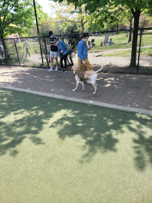 Big Dog Run