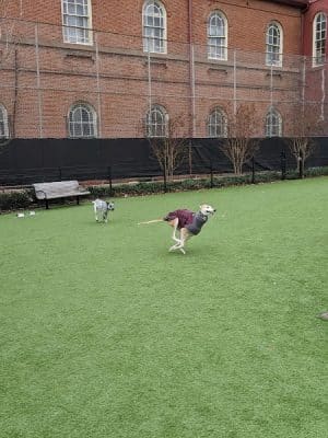 Green Street Dog Park - Membership Required