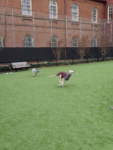 Green Street Dog Park - Membership Required