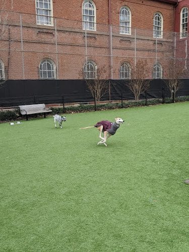 Green Street Dog Park - Membership Required