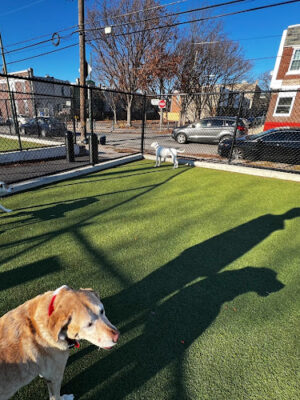 Lanier Dog Park