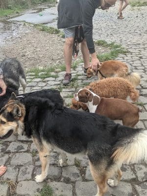 Palmer Doggie Depot