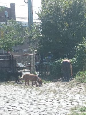 Palmer Doggie Depot
