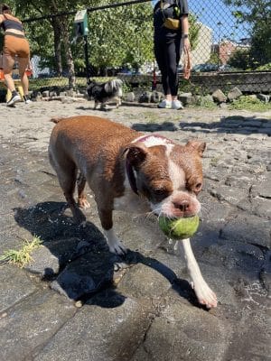 Palmer Doggie Depot