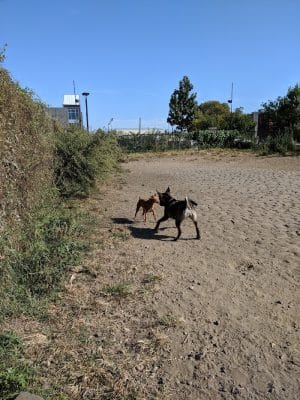 Palmer Doggie Depot