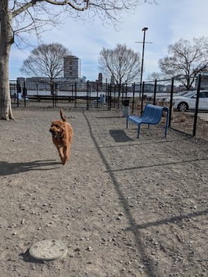 Penn's Landing Dog Park