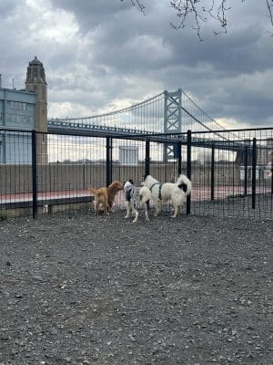Penn's Landing Dog Park