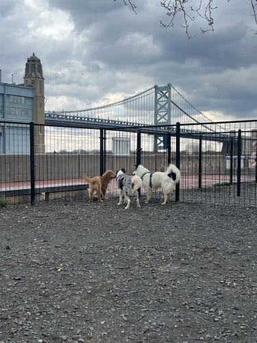 Penn's Landing Dog Park