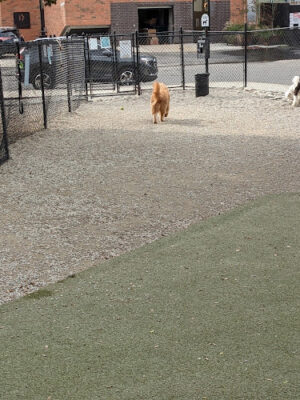 Piazza Dog Park