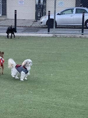 Pops Dogs