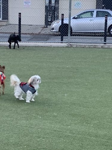 Pops Dogs