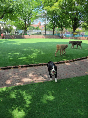 Seger Dog Park