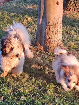 Philipsburg Dog Park - Philipsburg, PA