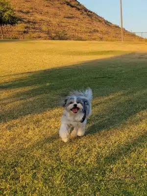 Deem Hills Dog Park
