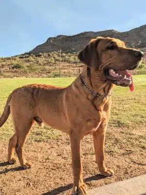 Deem Hills Dog Park