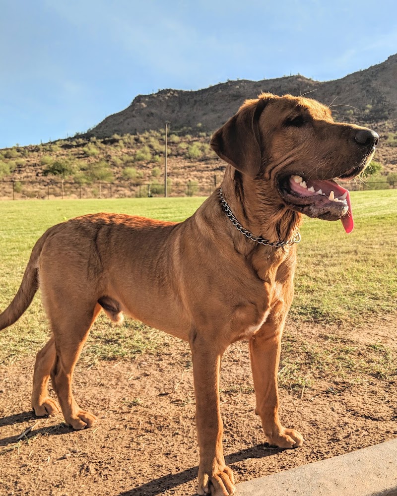 Deem Hills Dog Park - Phoenix, AZ