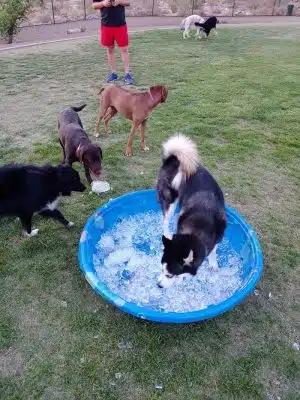 Deem Hills Dog Park