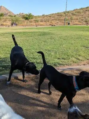 Deem Hills Dog Park