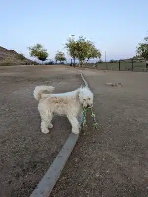 Deem Hills Dog Park