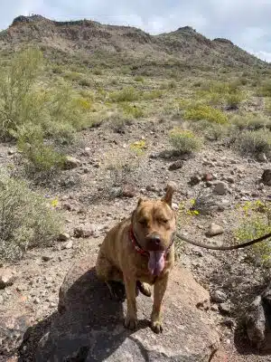 Deem Hills Dog Park