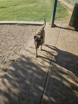 Esteban Dog Park