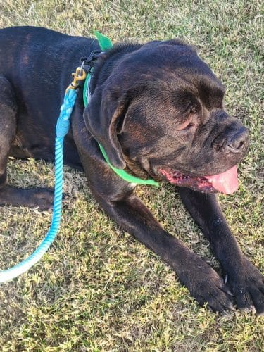 Esteban Dog Park