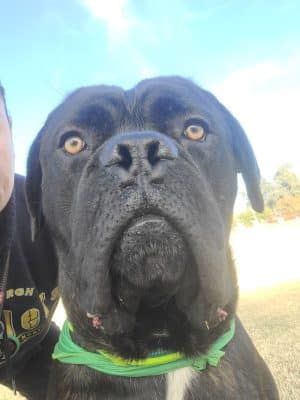 Esteban Dog Park
