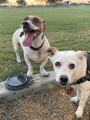 Pinnacle Dog Park