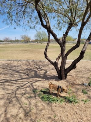 Pinnacle Dog Park