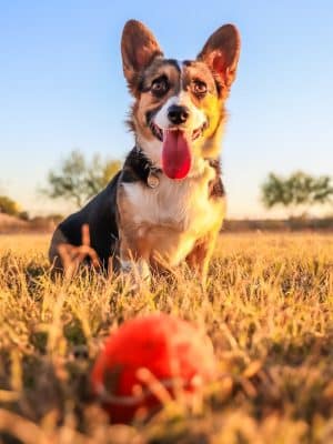 Pinnacle Dog Park