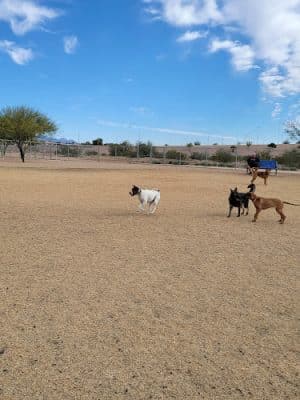 Pinnacle Dog Park