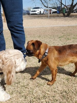 Pinnacle Dog Park