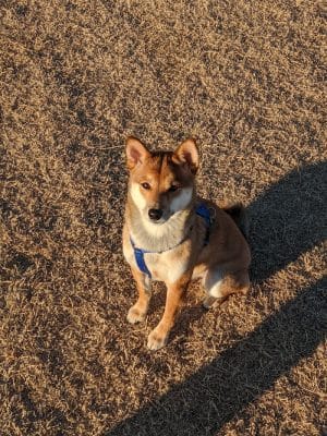 Pinnacle Dog Park