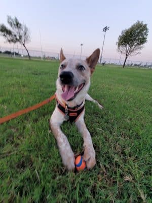 RJ Dog Park at Pecos Park