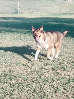 RJ Dog Park at Pecos Park