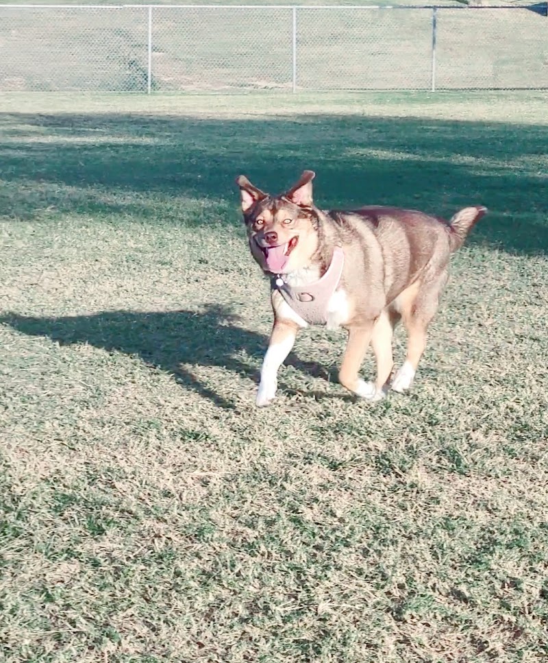 RJ Dog Park at Pecos Park - Phoenix, AZ